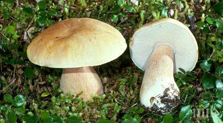 изключително слаба популацията гъби смолянско