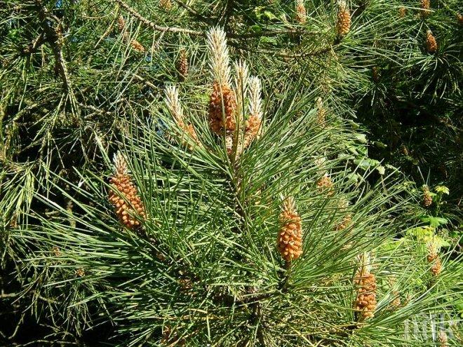 Бор падна върху мъж в Рудозем и го уби