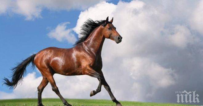 Деца учат безплатно конна езда във Варна
