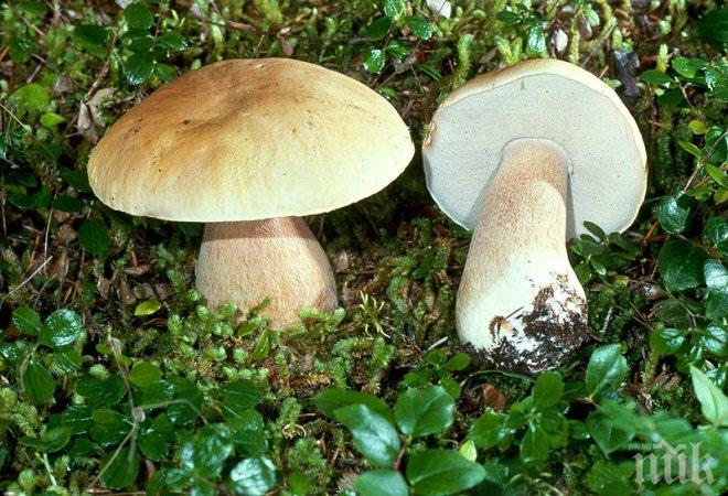 Изключително слаба е популацията на гъби в Смолянско

