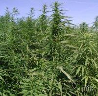 45-годишна отглежда марихуана в двора си