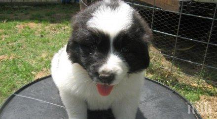 дариха кучета пастири животновъди