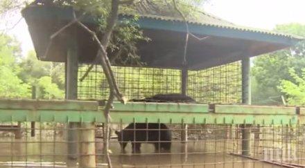 три дни мечки бедстват наводнените клетки русия видео