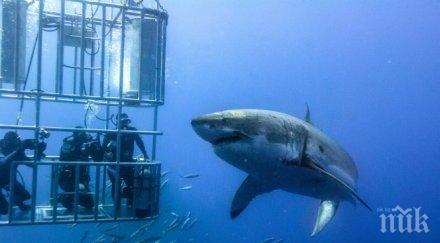 гигантска бяла акула шокира телевизионните водещи австралия видео