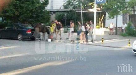 пловдивчани спасиха кон нахраниха супа