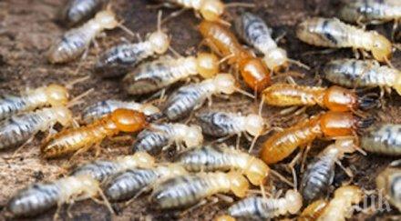 термитите инсталират вентилация жилищата