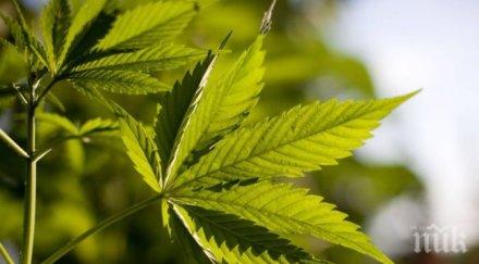 задържаха петима души притежание наркотици