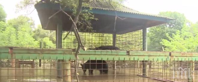 Три дни мечки бедстват в наводнените си клетки в Русия (видео)