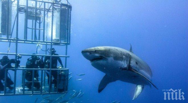 Гигантска бяла акула шокира телевизионните водещи в Австралия (видео)