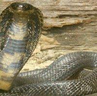 Кралска кобра избяга на свобода във Флорида