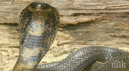 кралска кобра избяга свобода флорида