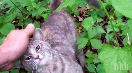 мъж отиде гората гъби вместо върна котка причината шокира