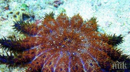 роботи убиват морски звезди бъдат тествани водите големия бариерен риф
