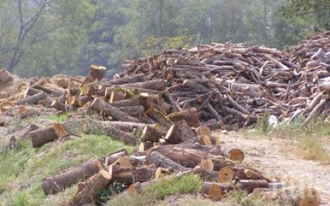 Само за година са изсечени 18 милиона хектара гори, колкото площта на Португалия по две