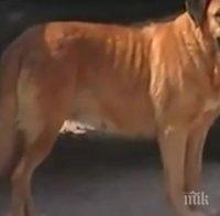 Женско куче кърми и спасява изоставено бебе (видео)