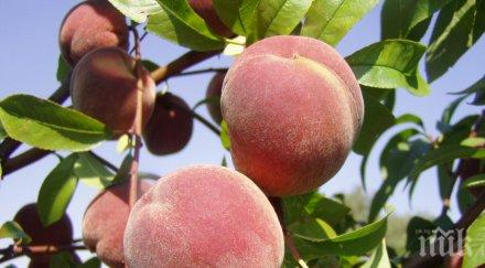 раздават безплатно праскови софия