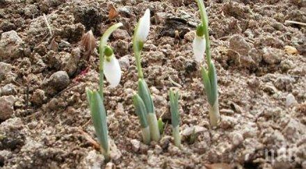 легенда кокичетата паднали снежинки адам ева превърнали цветя