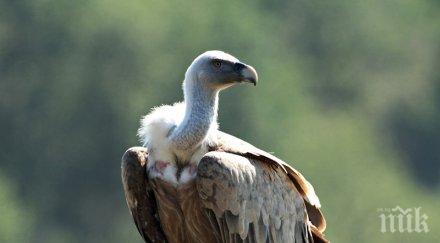 международен ден лешоядите