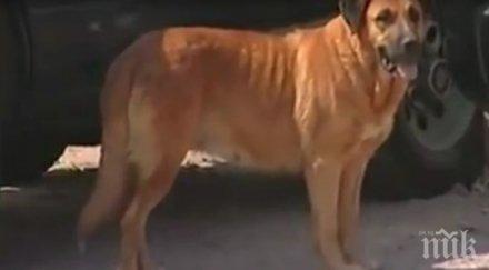 женско куче кърми спасява изоставено бебе видео