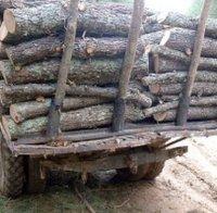 Наглост! Цигани изхвърлиха служители на горското от задържан автомобил с незаконна дървесина 