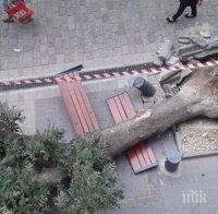 Варварщина! Камион изкорени вековно дърво на Женския пазар (снимки)
