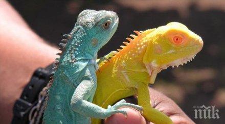 арестуваха мексиканец опит напусне галапагоските острови игуани застрашени видове