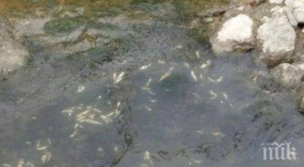 държавата започна проверка измрялата риба варна експертите