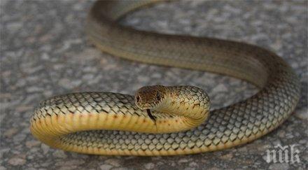 свършва ефективен антидот змии десетки хиляди заплашени смърт