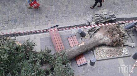 варварщина камион изкорени вековно дърво женския пазар снимки