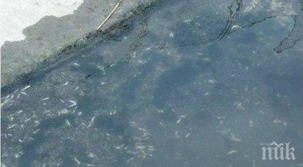 рибите варненското езеро умрели нефтено отравяне