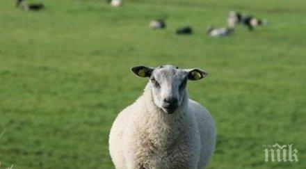 иска забраната клониране животни обхваща тяхното потомство вноса