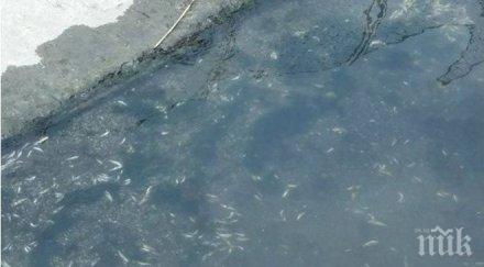 кошмар водите варна хиляди риби обърнаха коремите езерово снимки