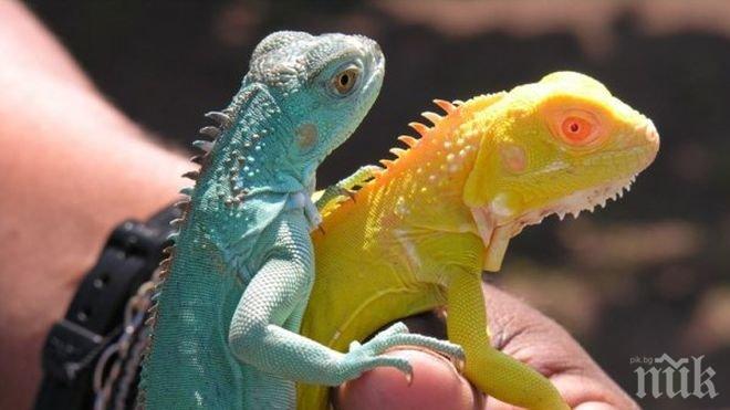 Арестуваха мексиканец в опит да напусне Галапагоските острови с 11 игуани от застрашени видове