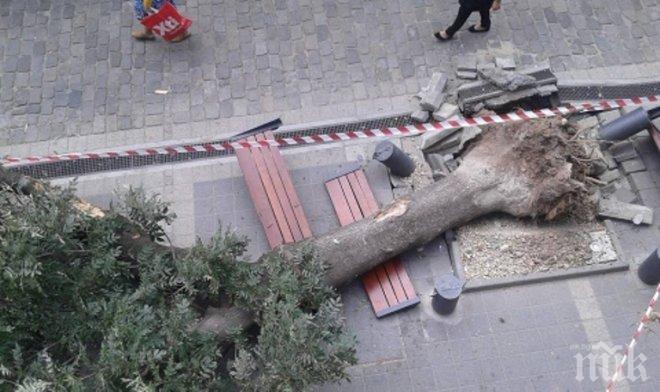 Варварщина! Камион изкорени вековно дърво на Женския пазар (снимки)
