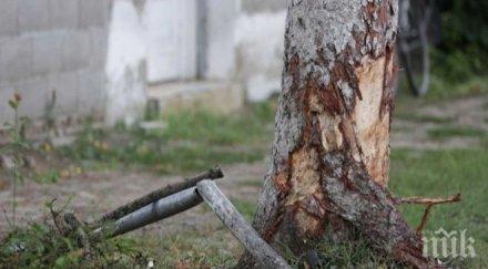 отрязано дърво почти премаза горски добринище