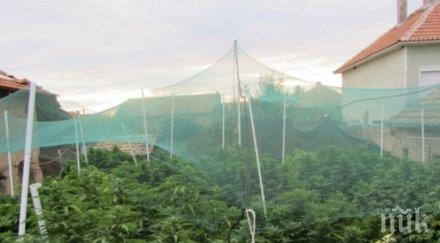 разбиха импровизиран разсадник канабис казанлъшко село