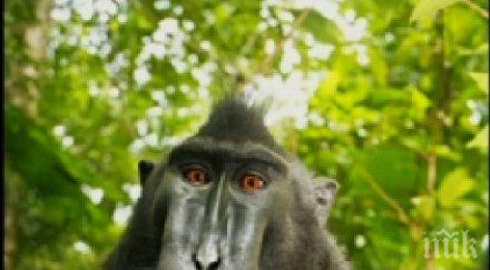 учени откриха нов човекоподобен вид