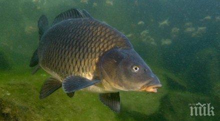 килограмов шаран зарадва перничани уловили гърция снимка