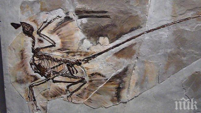 Учени откриха вкаменелост на кит-убиец от преди 43 млн. години