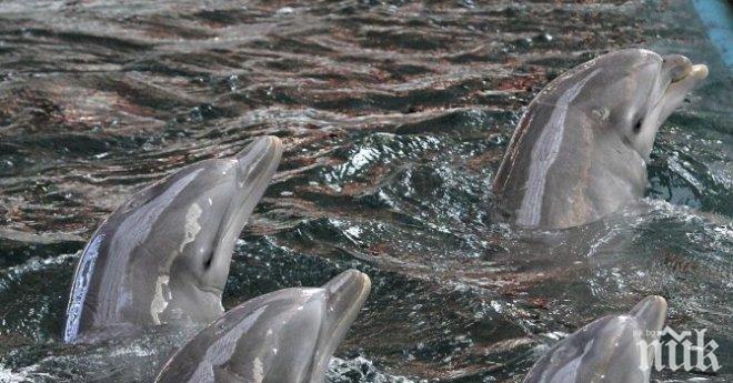 Делфини ще акушират на бъдеща майка от Хаваите