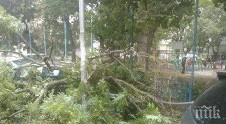 клонът паднал метри училище варна имал хралупа