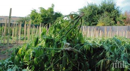 гранични полицаи откриха два половина тона канабис