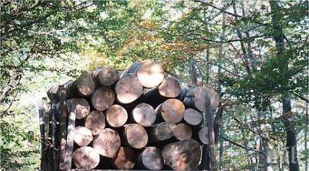 нарушител отсякъл незаконно 100 дървета дни