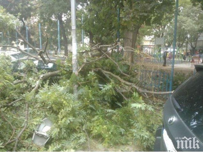 Клонът, паднал на метри от училище във Варна, имал хралупа