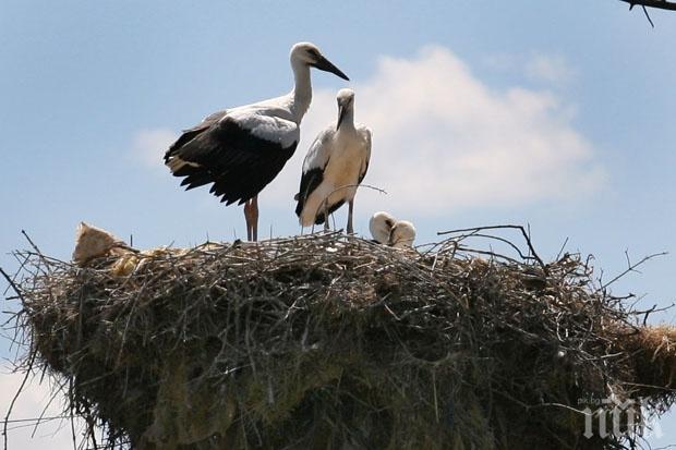 Гнездо на щъркели пламна в Чирен