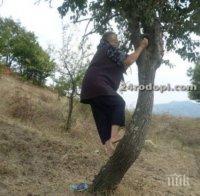 Млад дух! 75-годишната баба катери 10-метрово дърво да бере круши
