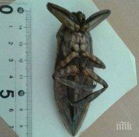 Появи се непознато насекомо от Африка