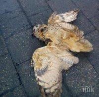 Откриха умрял бухал върху покрива на локомотив (СНИМКИ)