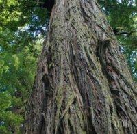 Баща заряза в колата 5-годишния си син, возилото потегли само и се удари в дърво