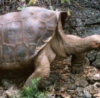 Най-бързата костенурка препуска с 1 км/ч